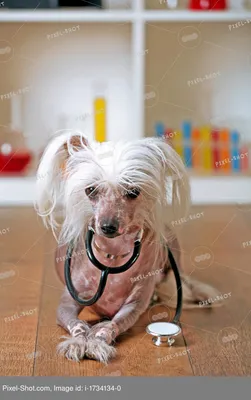 Китайская хохлатая собака (сухое валяние) – заказать на Ярмарке Мастеров –  QJSB2BY | Войлочная игрушка, Новокузнецк