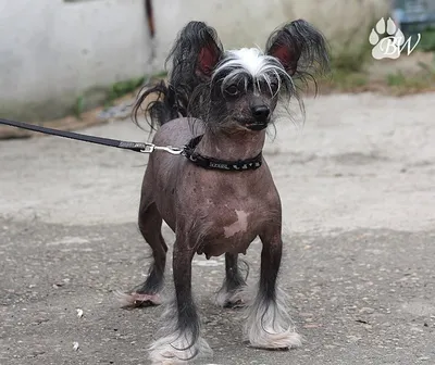 Названа самая уродливая собака Великобритании: Звери: Из жизни: Lenta.ru