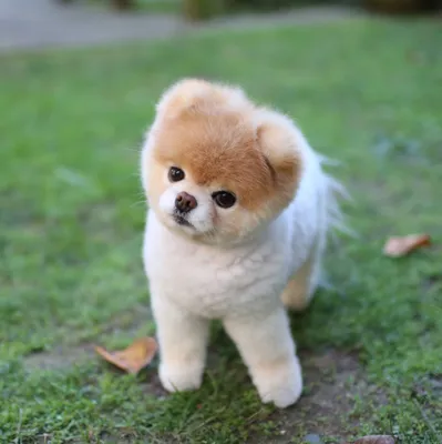 Китайская хохлатая: Самая некрасивая в мире порода собак. В этом