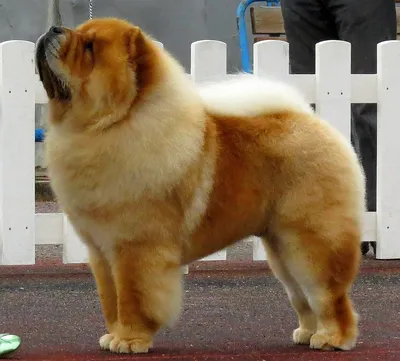 Чунцин (Chinese Chongqing Dog) - это умная, бесстрашная и проворная порода  собак. Описание, фото, отзывы.