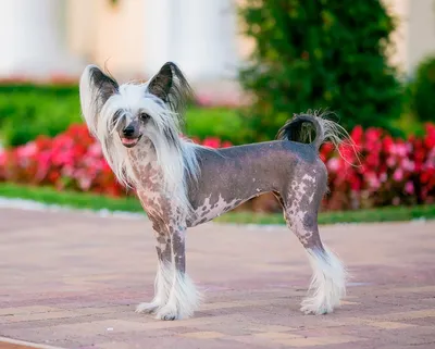 Чау-чау (Chow Chow) - необычайно красивая порода собак с синим языком.  Описание, отзывы и фото породы.