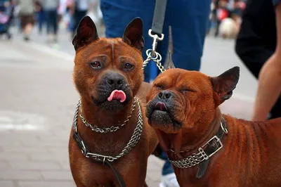 Рыжая китайская собака (61 фото) - картинки sobakovod.club