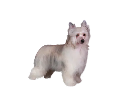 Китайская хохлатая собака пуховая – заказать на Ярмарке Мастеров – 3WV4LBY  | Мягкие игрушки, Новокузнецк