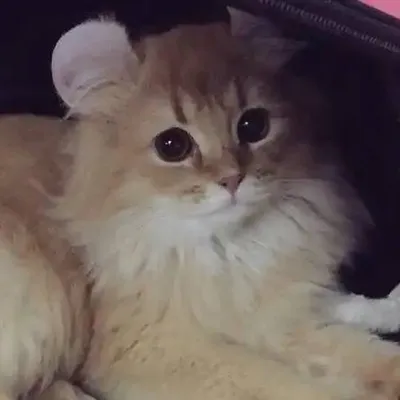 Снупи - известный кот из Китая. | Релакс каждый день. | Дзен