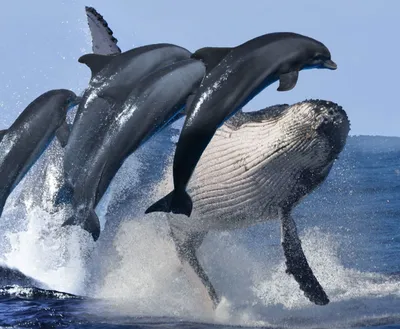 23 июля — всемирный день китов и дельфинов