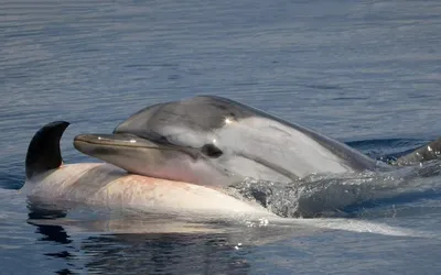 Save Dolphins / Дельфины и киты / Dolphin Project - Бухта голубая! 💙 ⠀ 26  января 2020 Тайцзи, Япония ⠀ Благодаря плохим погодным условиям охотники не  появилось в порту - дельфины в