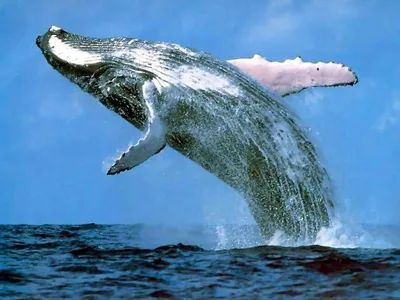 Способность китов и дельфинов горевать связали с размером их мозга -  Индикатор