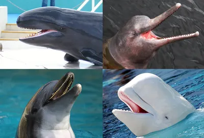 Почему дельфины, киты, рыбы, прыгают вверх из воды когда рядом нет  хищников, что это за рефлекс и для чего? | Пикабу