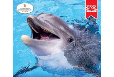Save Dolphins / Дельфины и киты / Dolphin Project - 8 октября 2021 -  Дельфины в безопасности Ещё один день бухта остаётся голубой. Сегодня в  Тайцзи усилился ветер и охотники вернулись в