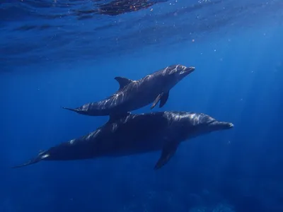 Где посмотреть китов недорого. Киты и дельфины. Южная Африка, Порт-Элизабет  - YouTube
