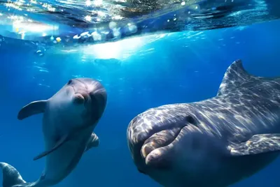 Дельфины и киты обязаны мозгом социальной среде - Наука - ТАСС