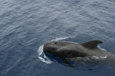 Всемирный день китов и дельфинов 2024: какого числа, история и традиции  праздника