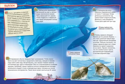 Акулы, киты и дельфины. Популярная детская энциклопедия Владис 10924055  купить за 273 ₽ в интернет-магазине Wildberries