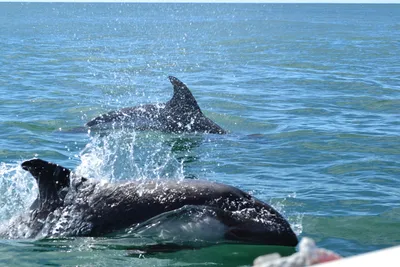 Рыбы, киты, дельфины плывущие по …» — создано в Шедевруме