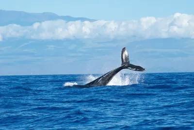 Save Dolphins / Дельфины и киты / Dolphin Project - Праздники продолжаются!  💙 ⠀ 2 января 2022 Тайцзи, Япония ⠀ У охотников выходные, а мы можем быть  спокойны за безопасность проплывающих мимо