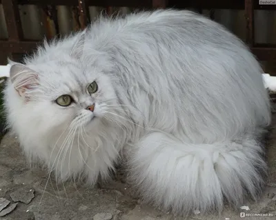 Персидский кот классик - картинки и фото koshka.top