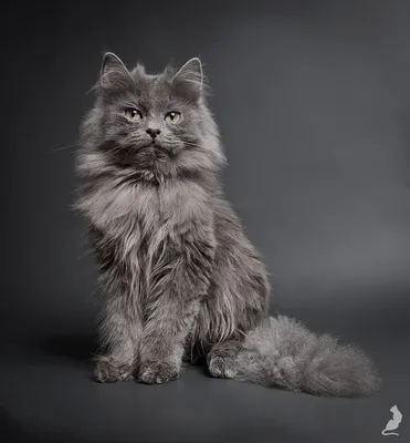 Персидские классические кошки - породы кошек