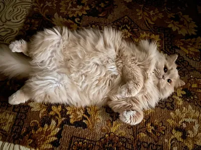 10 недостатков персидских кошек, о которых вряд ли расскажут заводчики |  Приключения натуралиста | Дзен
