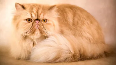 Персидская кошка - «Пушистое облако счастья или мохнатое чудовище? Ласковая  и нежная кошечка или гордая своенравная королева? Всё это про одну и ту же  персидскую кошку. Характер, уход, взаимоотношения со вторым котом» |