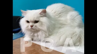 Персидский кот pussy стоковое фото. изображение насчитывающей исключительно  - 32252254