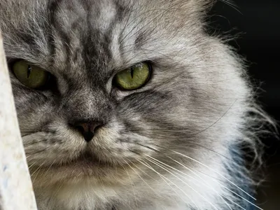Персидский классический кот. Участник выставки кошек PCA on-line. - YouTube