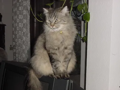 Персидский кот дымчатый - картинки и фото koshka.top