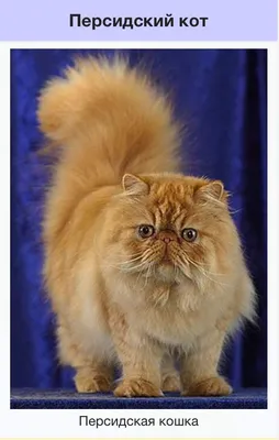 Котята - Персидские классические кошки. Цветок персика.