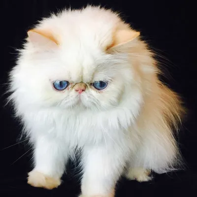 Персидский маленький пушистый котенок енота Мэн, глядя на камеру  Тонизированный модный классический синий цвет 2020 года Новорожд Стоковое  Изображение - изображение насчитывающей перско, смешно: 167597683