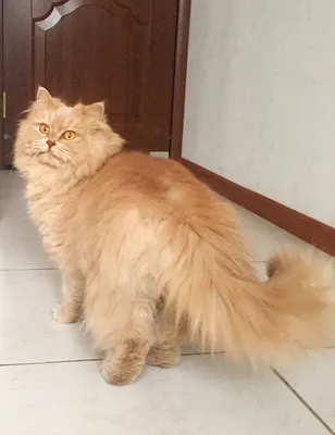 Перс кот классический - 71 фото