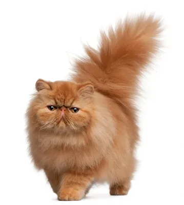Онлайн пазл «Персидский кот»