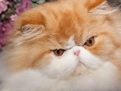 Продажа Золотой котенок ребенок живой домашнее животное кошка вырезать  кошку активный персидский кот белый Длинный Мао Кат