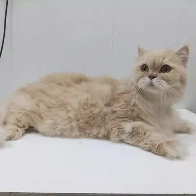 Персидский кот персикового цвета - картинки и фото koshka.top