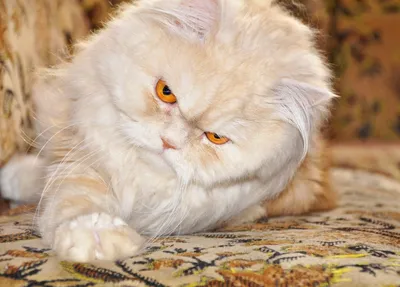 Королевский персидский кот - 63 фото