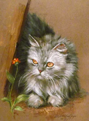 Классический персидский кот - 73 фото