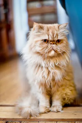 Все окрасы Персидских кошек: фото кошек и котят с описанием.
