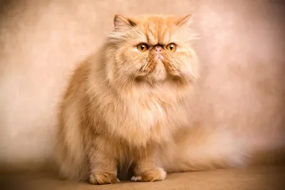 Классический персидский кот фото фотографии