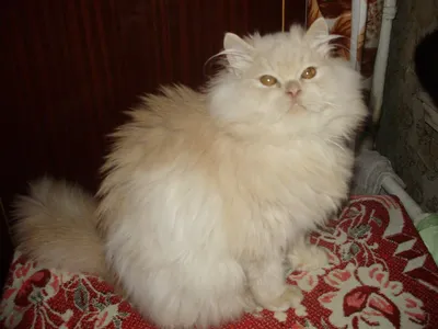 Персидский кот рыжий (49 лучших фото)