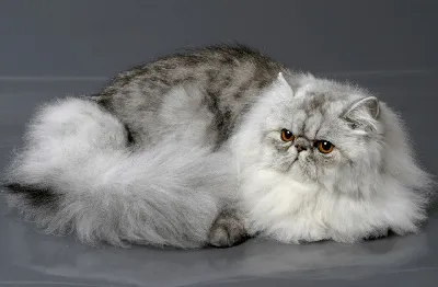 Классический персидский кот - 55 фото