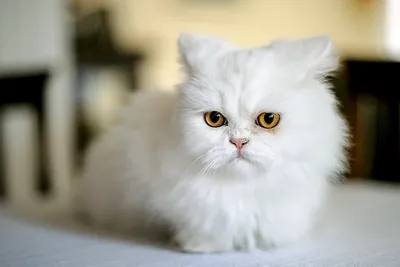 Персидская кошка белая - красивые фото