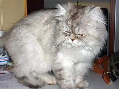 Персидская кошка \"Иранский кот\" | Батон Персидский | Дзен