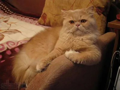Классический персидский кот - 73 фото