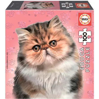 Персидский кот (202 фото) - фото - картинки и рисунки: скачать бесплатно