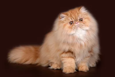 Персидские котята (199 фото) - фото - картинки и рисунки: скачать бесплатно