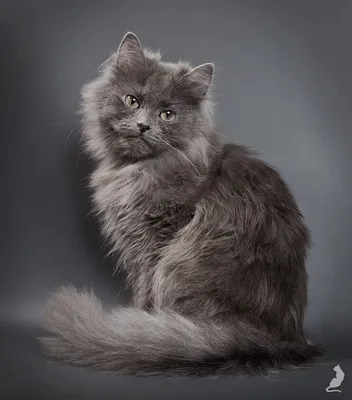 Персидская - описание породы кошек: характер, особенности поведения,  размер, отзывы и фото - Питомцы Mail.ru
