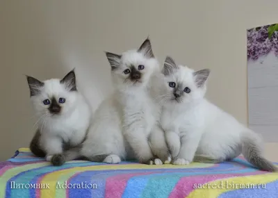 Белые персидские кошки (43 лучших фото)