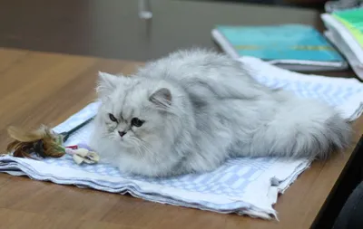 Персидская кошка - чем уникальна эта порода? - YouTube