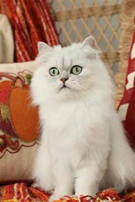 Молодой классический персидский кот ждет невесту - Доска бесплатных  объявлений Mur.tv