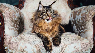 ТОП-9 самых красивых котов интернета | Жена Звездочета | Дзен