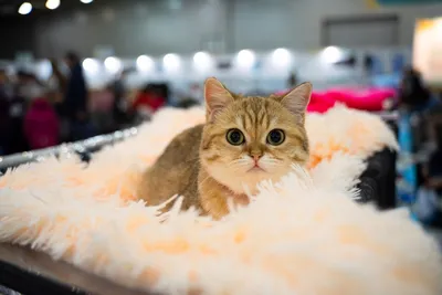 ТОП-10 самых красивых пород кошек (по субъективной оценке редакции) -  Питомцы Mail.ru
