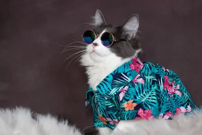 Кот из Шатуры вошел в Топ-10 самых популярных котов в российских СМИ по  итогам года